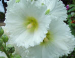 Alcea rosea Alba - Single white Hollyhock